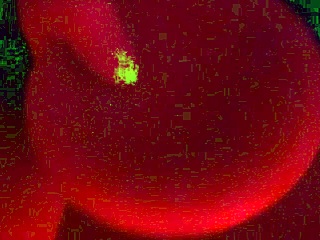 Detailed close-up of intense face-down fucking featuring a transsexual transman in passionate crossdressing encounter. Focus on every thrust and reaction.