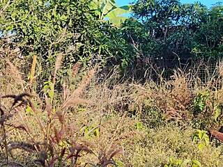 Putain, ma chaude copine malaisienne s'est fait baiser dehors si fort par son mec, oups !