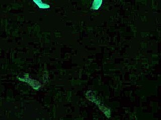 Scarlett johnson under blacklight in intense pov sex