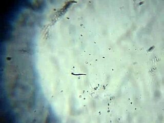 Here's More Of My Cum, Will It Be Enough To Get You Pregnant?