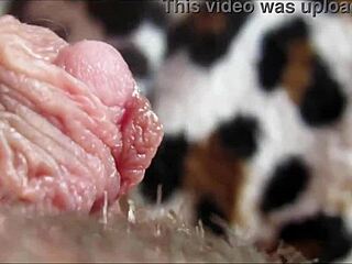 Big clit orgasm in closeup HD