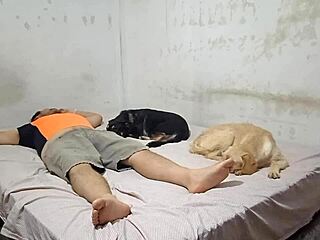 Bailarina Peruvian Latina Rides Primo's Cock With Wild Sentones Doggystyle