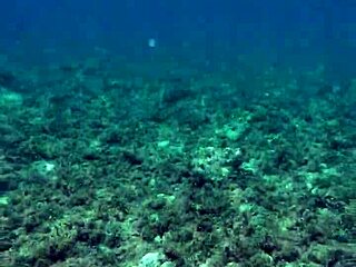 Unleash Biggest Cock Toy Now