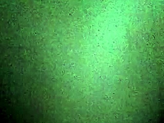 wet pussy and tight asshole begging for doggystyle pounding homemade 😍🍑💦