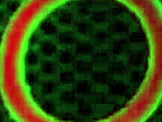 crazy bbc milf sara jay gapes her huge pussy