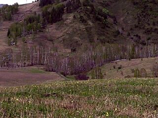 gorgeous pawg milf flashes big ass undressing in wild nature