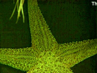 losing pool game crushed me now husband's pounding my shaved ass deep