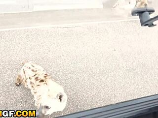 Bubble Butt Ebony Slut Rammed Rough by Massive Cock on Safari