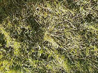 Hairy Village Beaver Masturbated to Gushing Lunch Break Orgasm