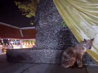 A quirky thai lady feeds stray cats in crazy thailand scene