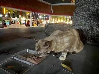 A quirky thai lady feeds stray cats in crazy thailand scene