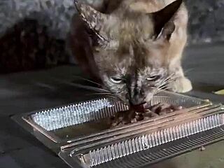 A quirky thai lady feeds stray cats in crazy thailand scene