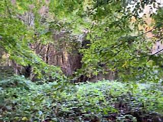 rough forest spank then cum in mouth?