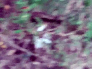 Lesbian lovers fuck secretly in forest, cumming hard outdoors.