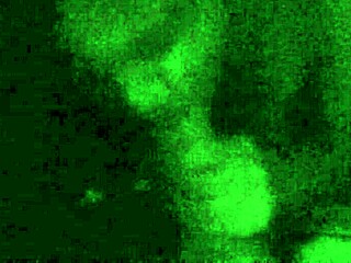 Filipina Milf Sucks Hubby's Morning Wood Deep.