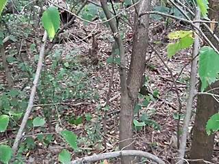 i risk orgasm masturbating publicly in forest as horny milf
