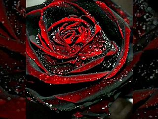 wanna watch the cuck's friend fuck her so good?