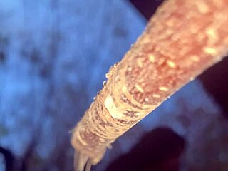 🍆 fucking real witch milf doggystyle in forest creampie! 🌲